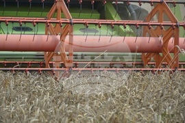 Село Борисово - Жътвена кампания