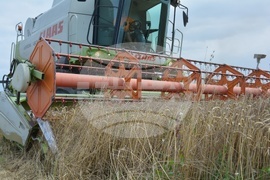 Село Борисово - Жътвена кампания