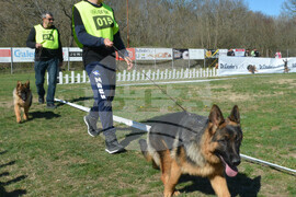 Димитровград - киноложка изложба - Германско овчарско куче
