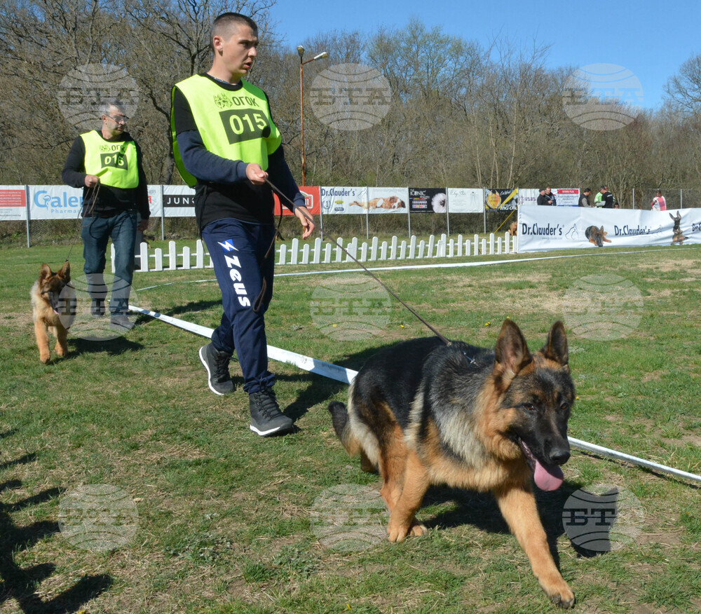 Димитровград - киноложка изложба - Германско овчарско куче