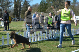 Димитровград - киноложка изложба - Германско овчарско куче