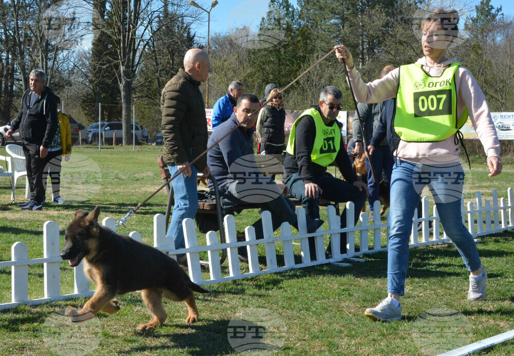 Димитровград - киноложка изложба - Германско овчарско куче