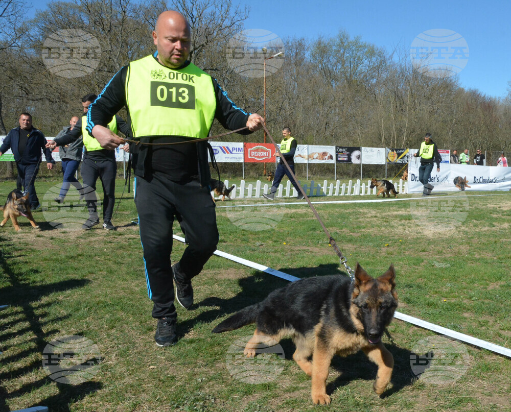 Димитровград - киноложка изложба - Германско овчарско куче
