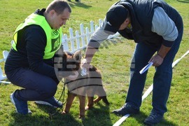 Димитровград - киноложка изложба - Германско овчарско куче