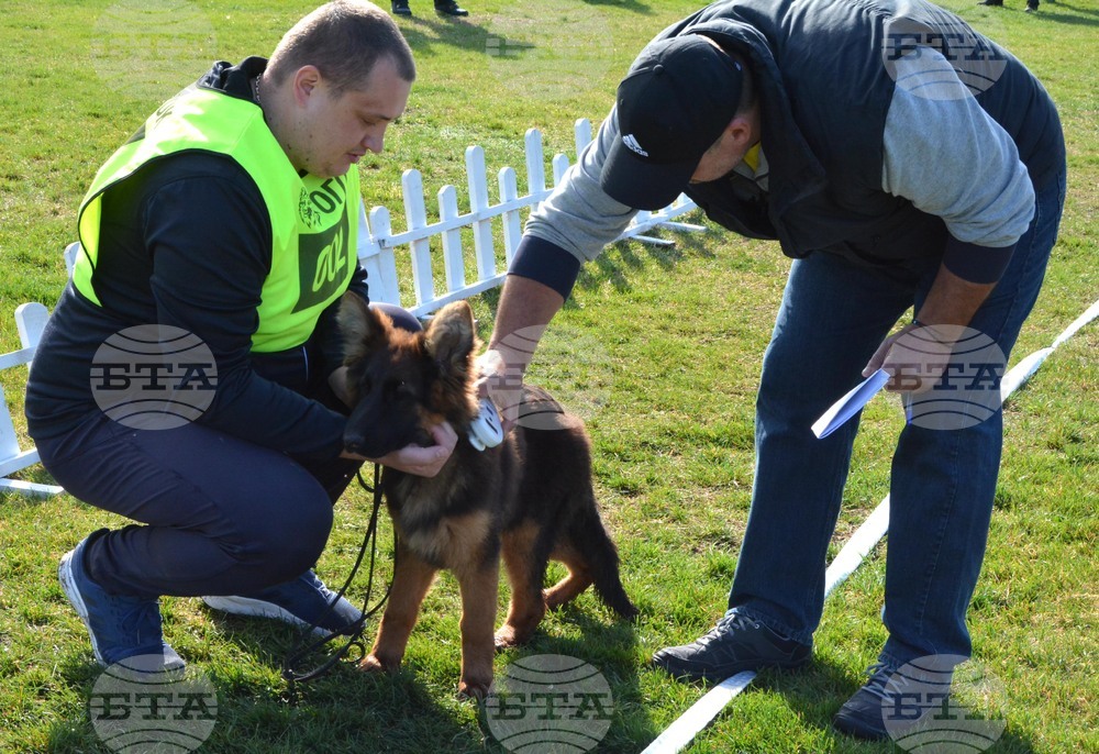 Димитровград - киноложка изложба - Германско овчарско куче
