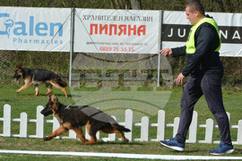 Димитровград - киноложка изложба - Германско овчарско куче