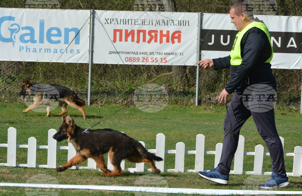Димитровград - киноложка изложба - Германско овчарско куче