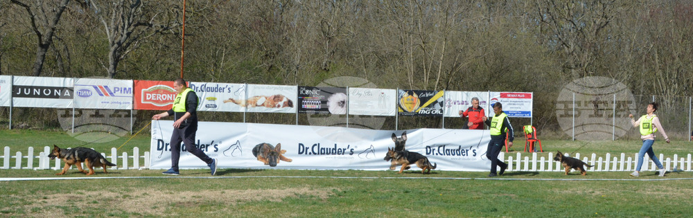 Димитровград - киноложка изложба - Германско овчарско куче