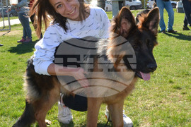 Димитровград - киноложка изложба - Германско овчарско куче