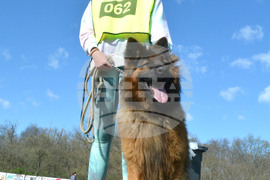 Димитровград - киноложка изложба - Германско овчарско куче