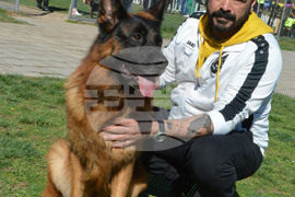 Димитровград - киноложка изложба - Германско овчарско куче