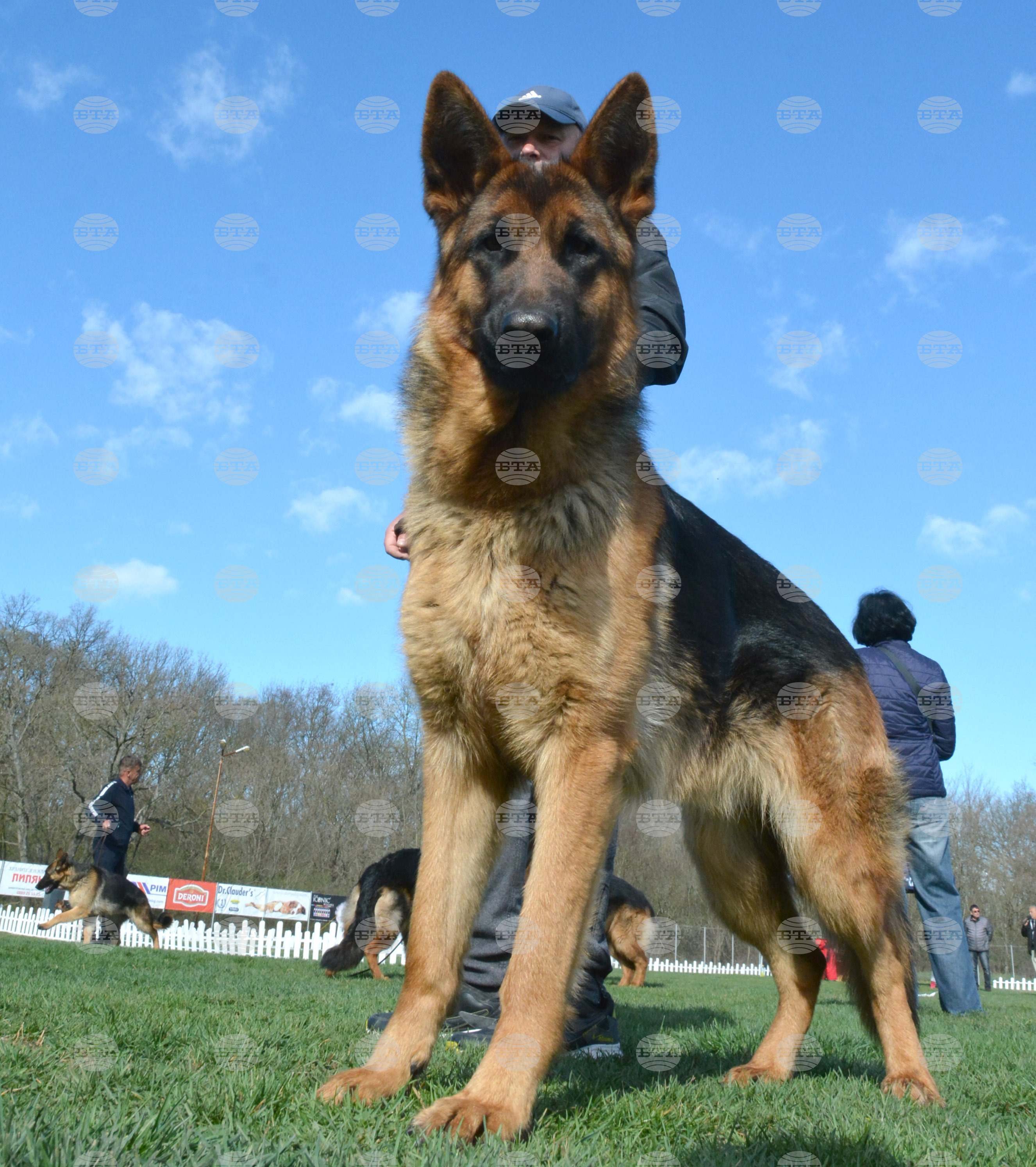 Димитровград - киноложка изложба - Германско овчарско куче