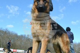 Димитровград - киноложка изложба - Германско овчарско куче