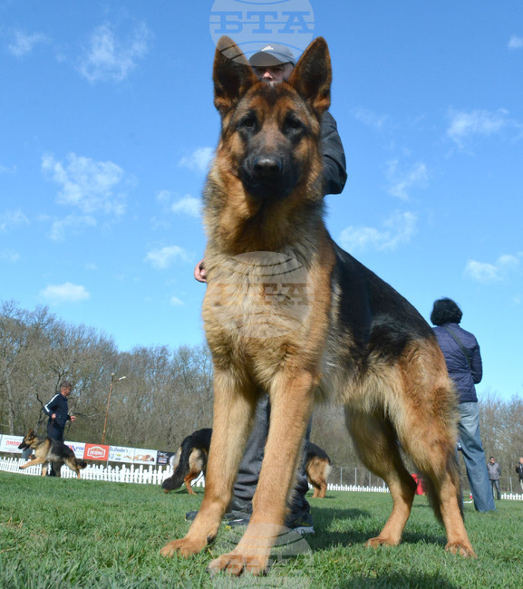 Димитровград - киноложка изложба - Германско овчарско куче