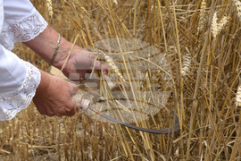 Село Борисово - Жътвена кампания - зажънване - ритуал