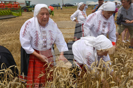 Село Борисово - Жътвена кампания - зажънване - ритуал