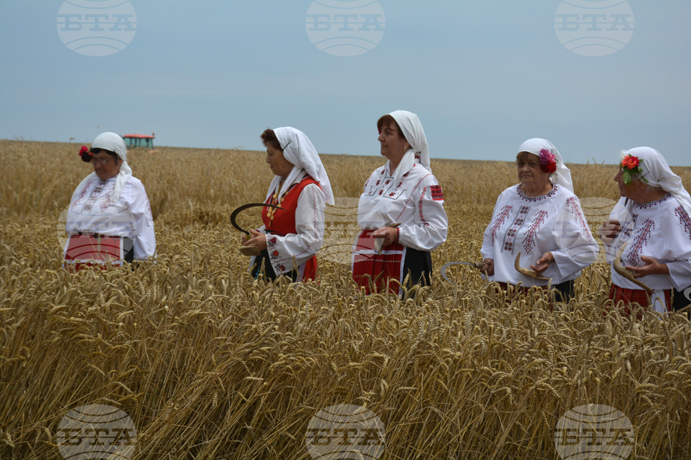 Село Борисово - Жътвена кампания - зажънване - ритуал