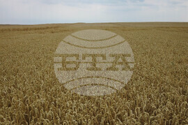 Село Борисово - Жътвена кампания - зажънване - ритуал