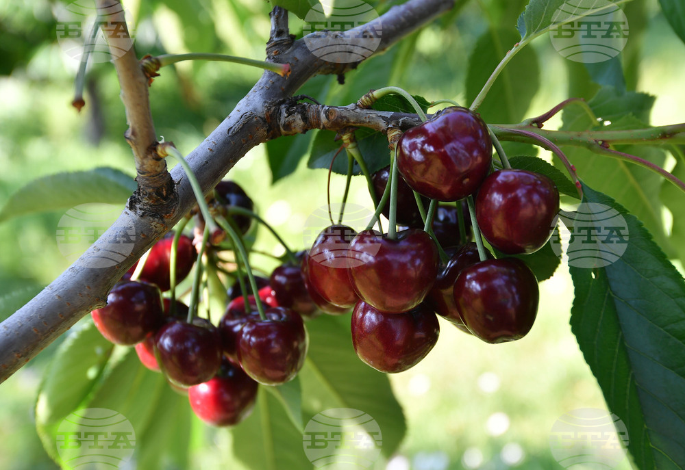 Село Подайва - череши