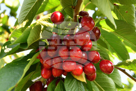 Село Подайва - череши