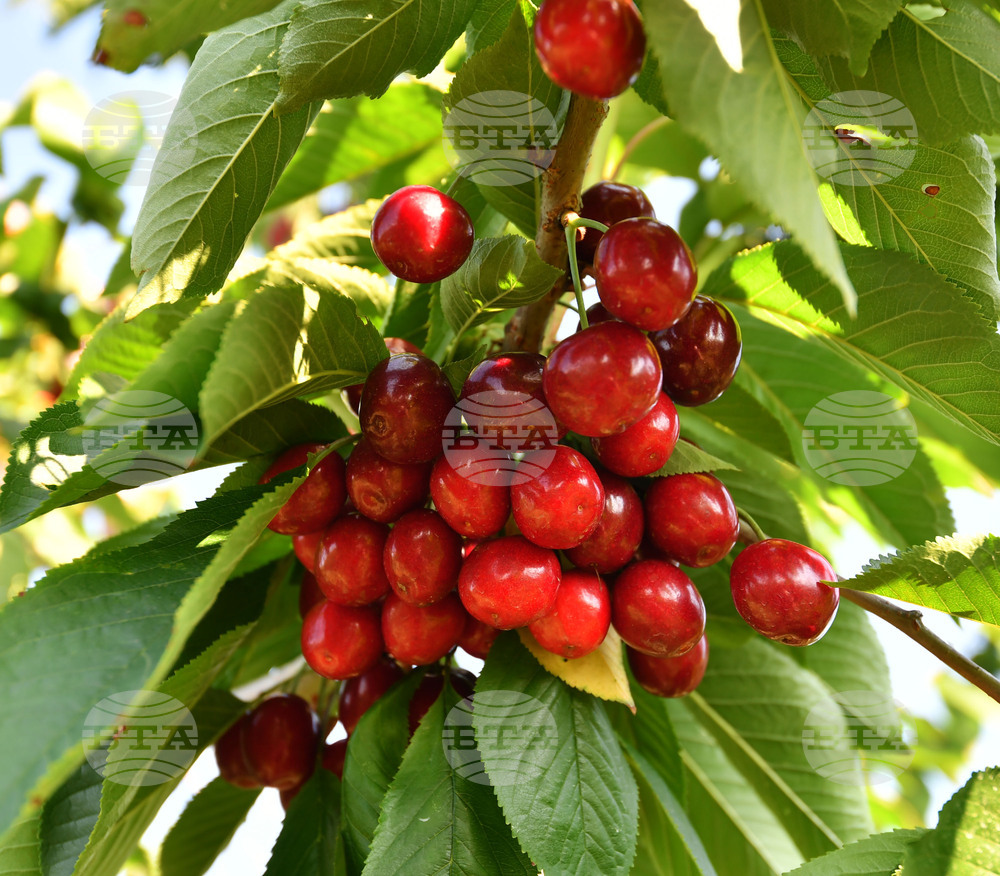 Село Подайва - череши