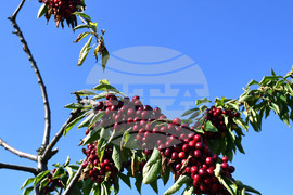 Село Подайва - череши