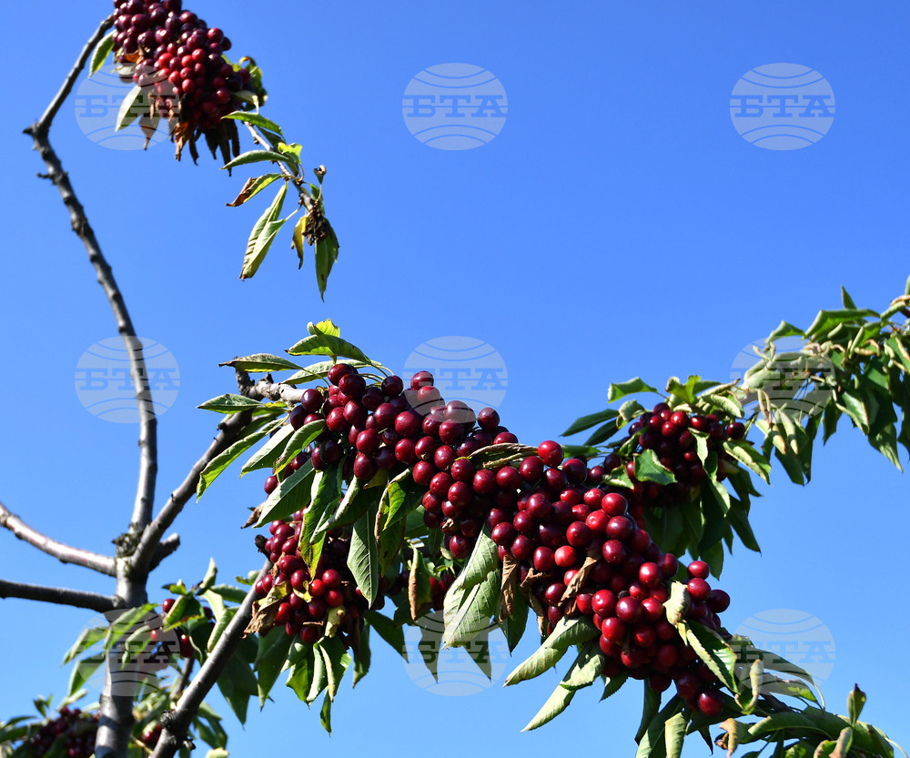 Село Подайва - череши