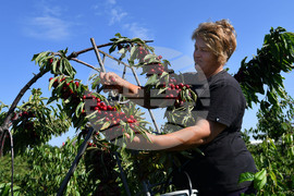 Село Подайва - череши