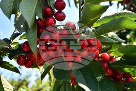 Село Подайва - череши