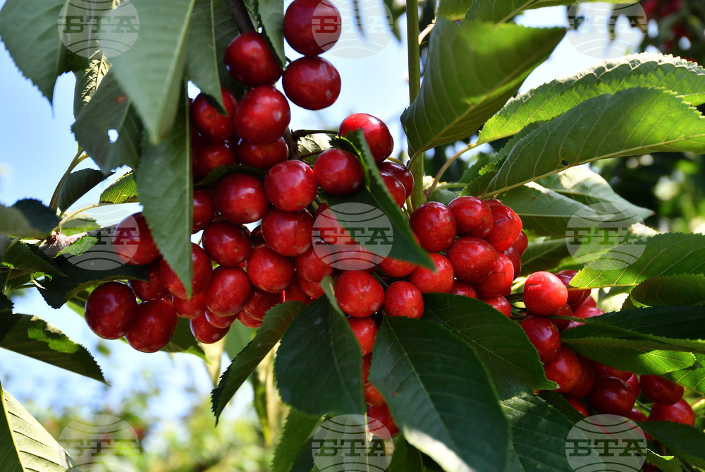 Село Подайва - череши