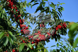 Село Подайва - череши