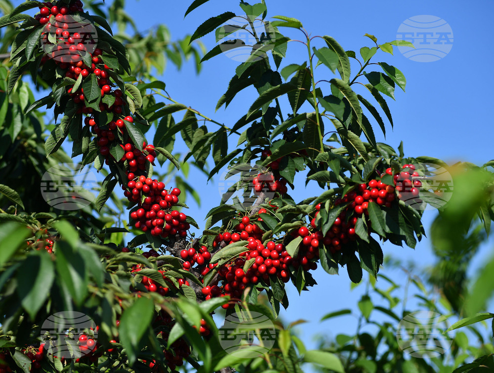 Село Подайва - череши