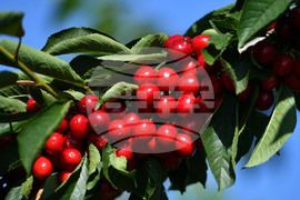 Село Подайва - череши