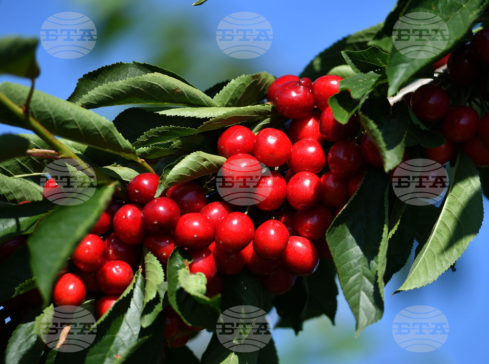 ЕК ще одобри нова помощ за българските земеделци до края на седмицата