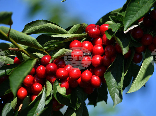 ЕК ще одобри нова помощ за българските земеделци до края на седмицата