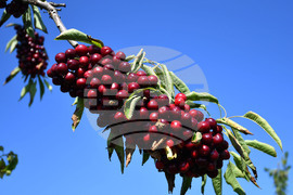 Село Подайва - череши