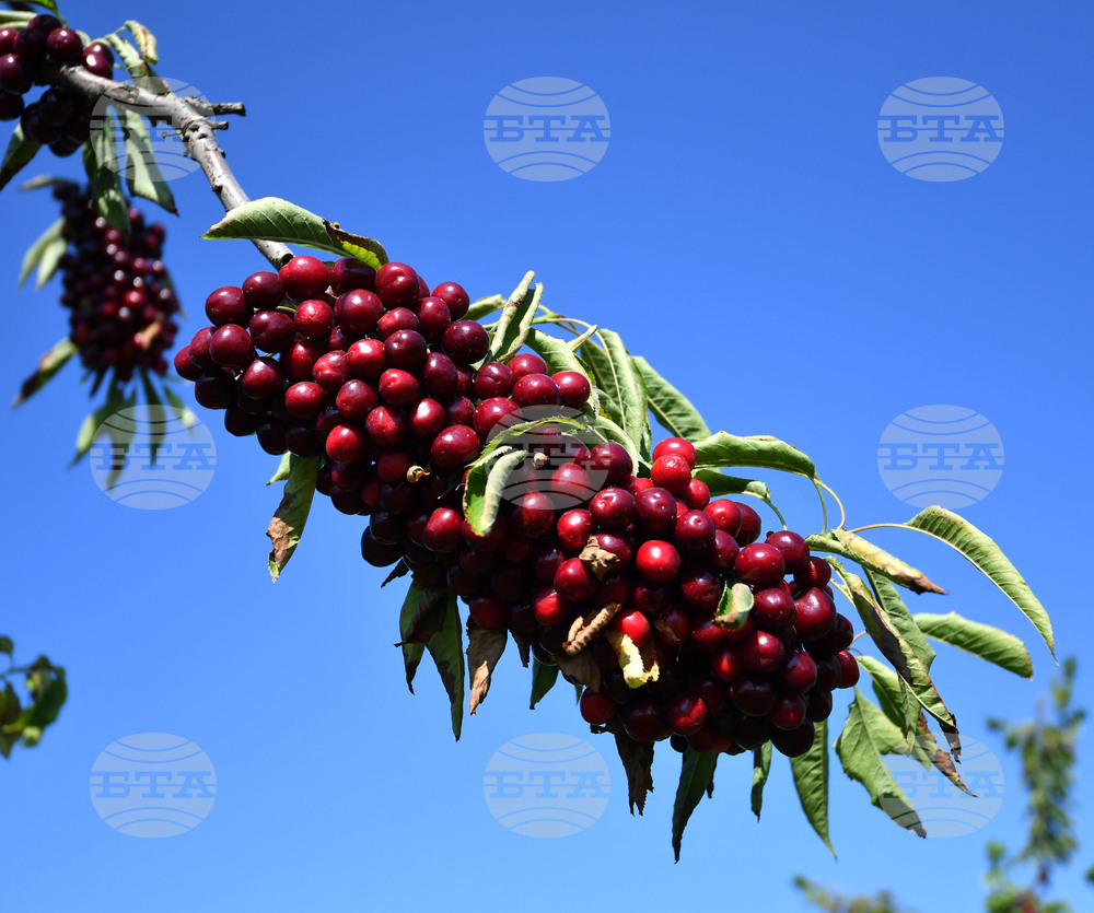 Село Подайва - череши