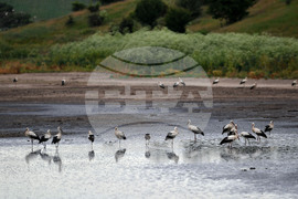 Село Подайва - щъркели - любопитно