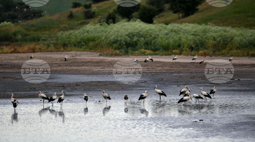 Село Подайва - щъркели - любопитно
