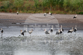 Село Подайва - щъркели - любопитно