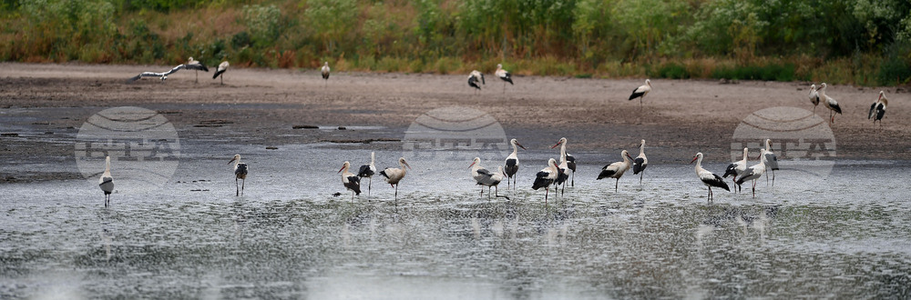 Село Подайва - щъркели - любопитно