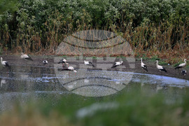 Село Подайва - щъркели - любопитно