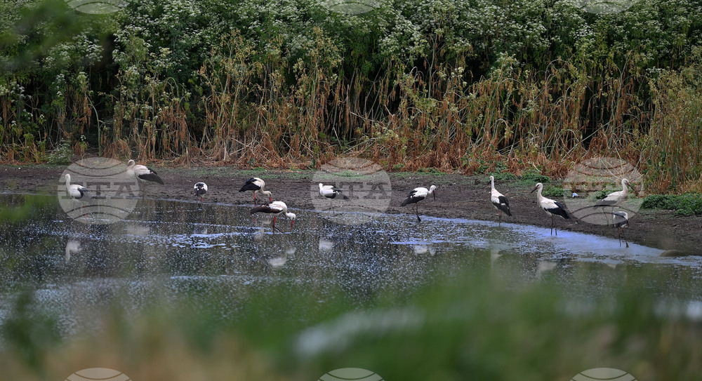 Село Подайва - щъркели - любопитно
