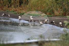 Село Подайва - щъркели - любопитно