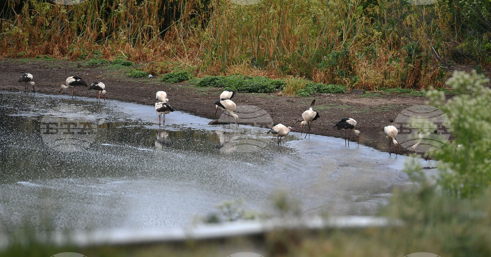 Село Подайва - щъркели - любопитно
