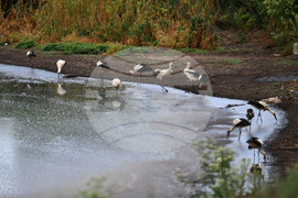 Село Подайва - щъркели - любопитно