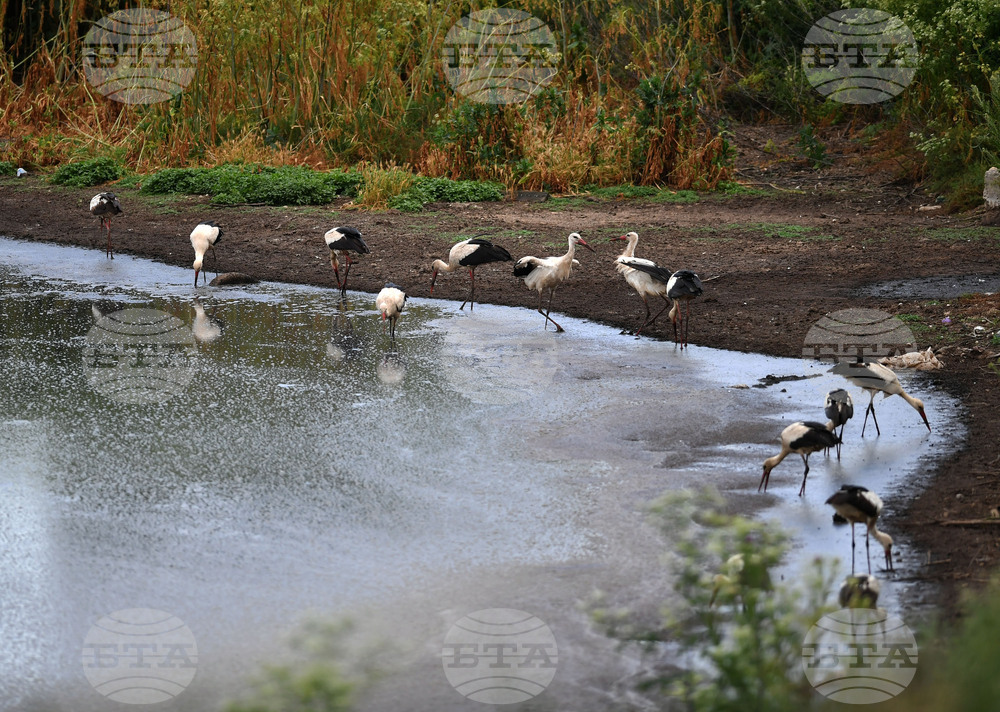 Село Подайва - щъркели - любопитно