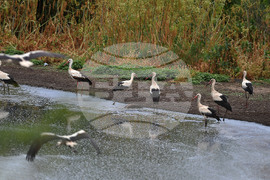Село Подайва - щъркели - любопитно