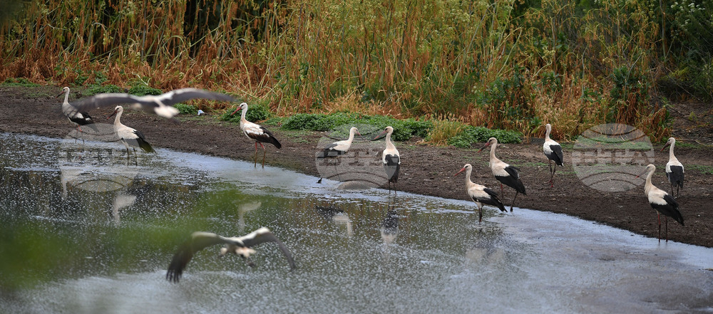 Село Подайва - щъркели - любопитно