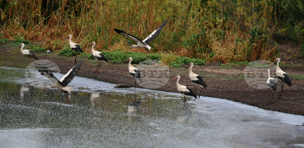 Село Подайва - щъркели - любопитно
